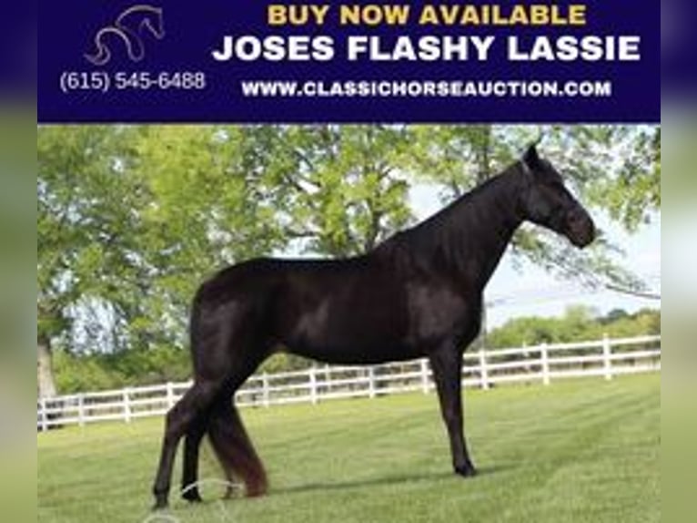 Tennessee walking horse Gelding 14 years 15 hh Black in Lewisburg,TN