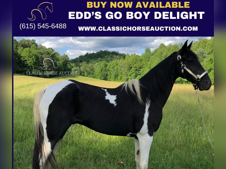 Tennessee walking horse Gelding 14 years 15 hh Black in Rockholds, KY