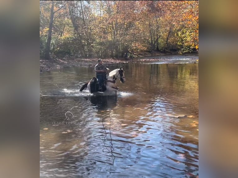 Tennessee walking horse Gelding 14 years 15 hh in New Richmond, OHIO