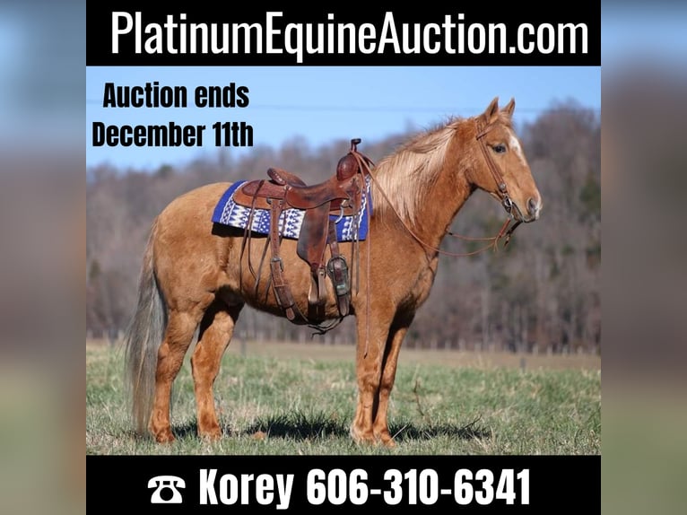 Tennessee walking horse Gelding 14 years 15 hh Palomino in Whitley City Ky