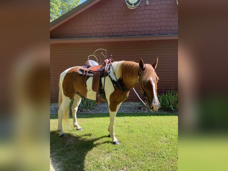 Tennessee walking horse Gelding 14 years 15 hh Sorrel in Grayson, KY