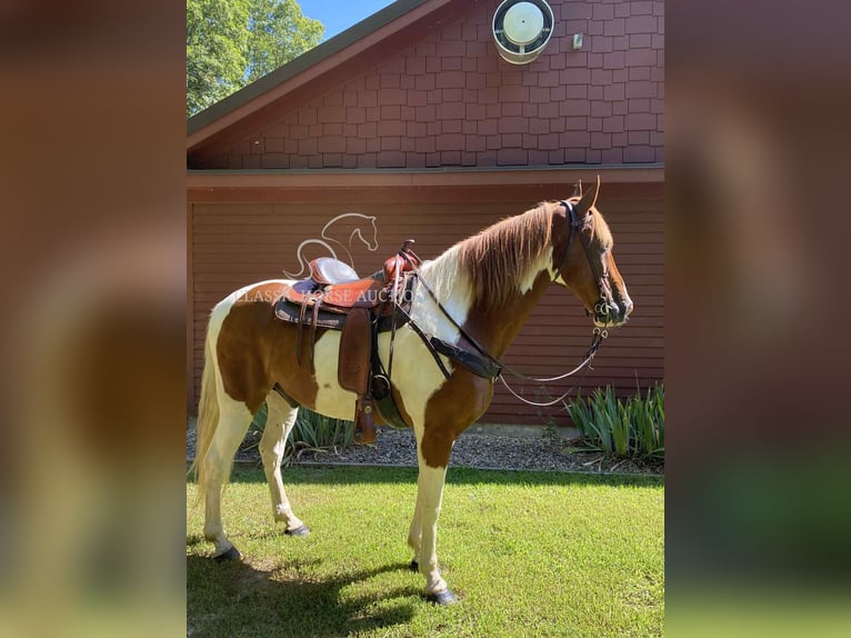 Tennessee walking horse Gelding 14 years 15 hh Sorrel in Grayson, KY