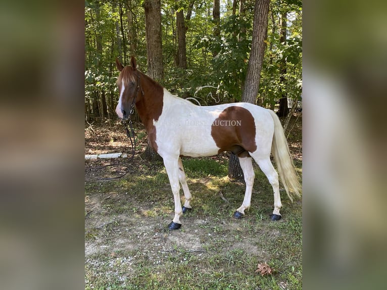 Tennessee walking horse Gelding 14 years 15 hh Sorrel in Grayson, KY