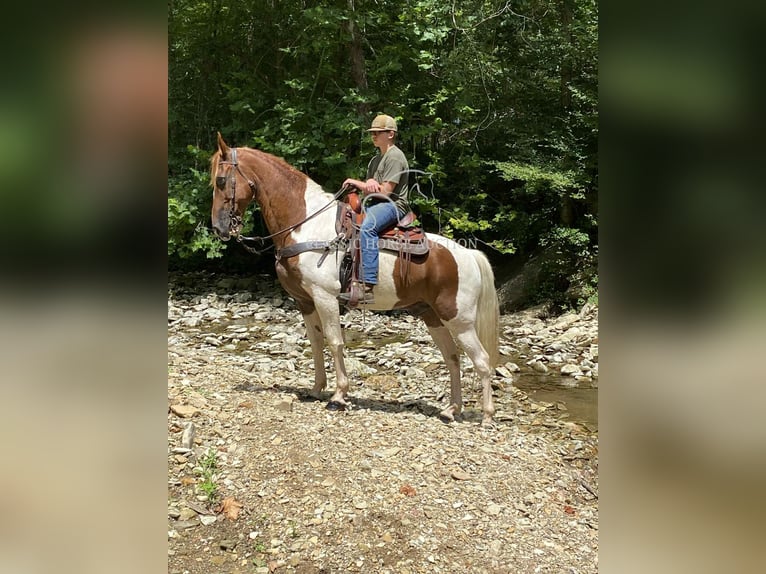 Tennessee walking horse Gelding 14 years 15 hh Sorrel in Grayson, KY