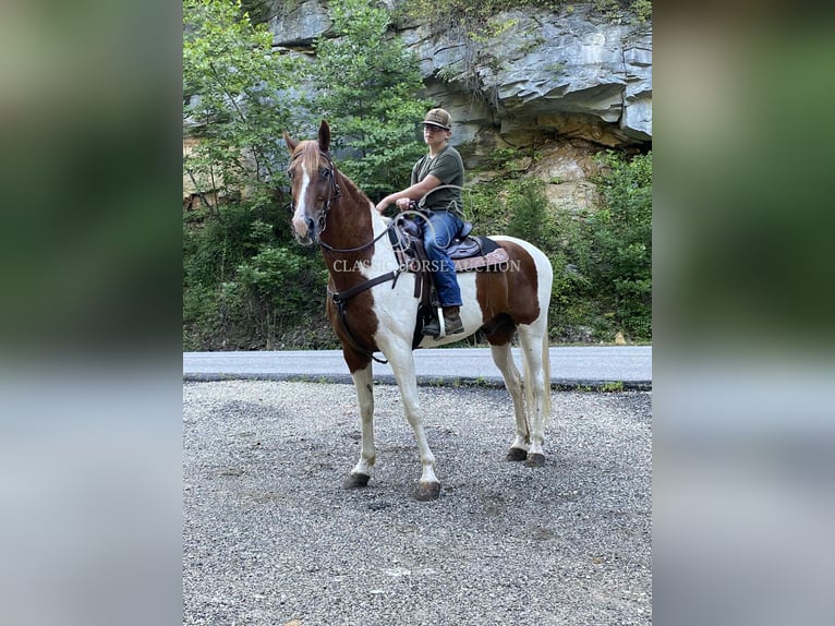 Tennessee walking horse Gelding 14 years 15 hh Sorrel in Grayson, KY