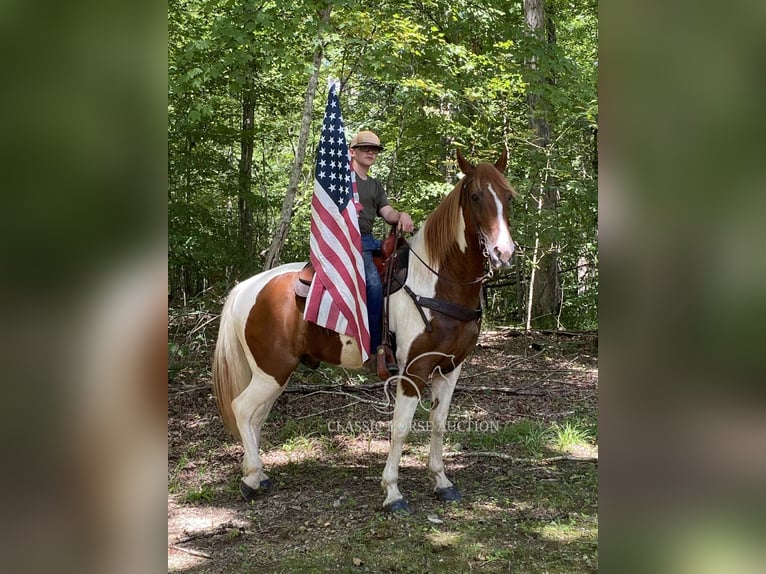 Tennessee walking horse Gelding 14 years 15 hh Sorrel in Grayson, KY