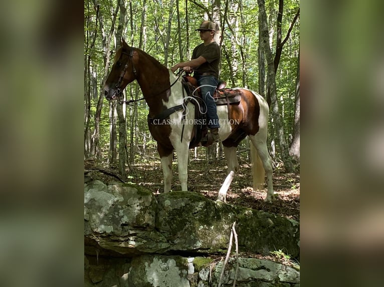 Tennessee walking horse Gelding 14 years 15 hh Sorrel in Grayson, KY