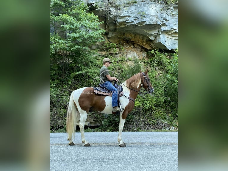 Tennessee walking horse Gelding 14 years 15 hh Sorrel in Grayson, KY