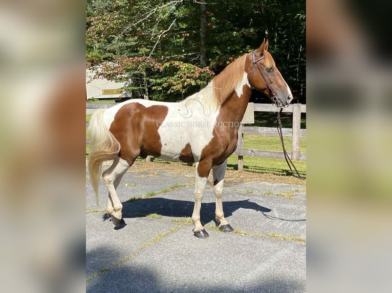 Tennessee walking horse Gelding 14 years 15 hh Sorrel in Grayson, KY