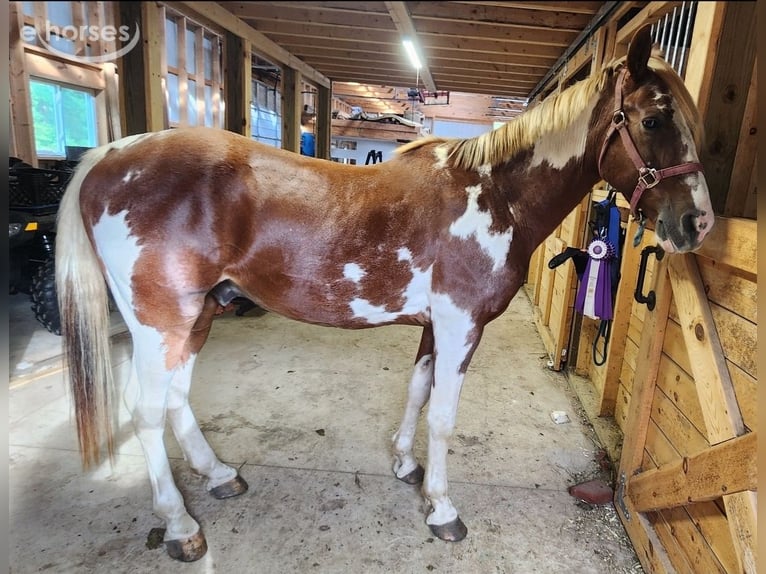 Tennessee walking horse Gelding 14 years 15 hh Tobiano-all-colors in Amherst