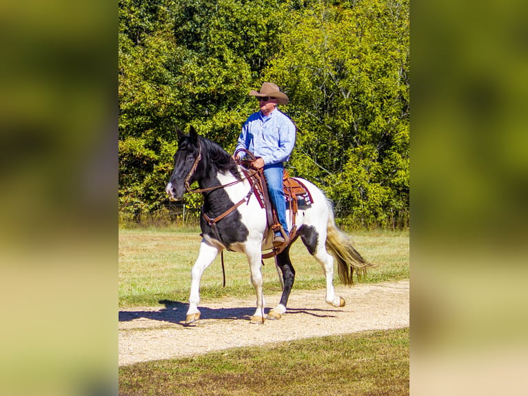 Tennessee walking horse Gelding 14 years 15 hh Tobiano-all-colors in Mountain Grove MO