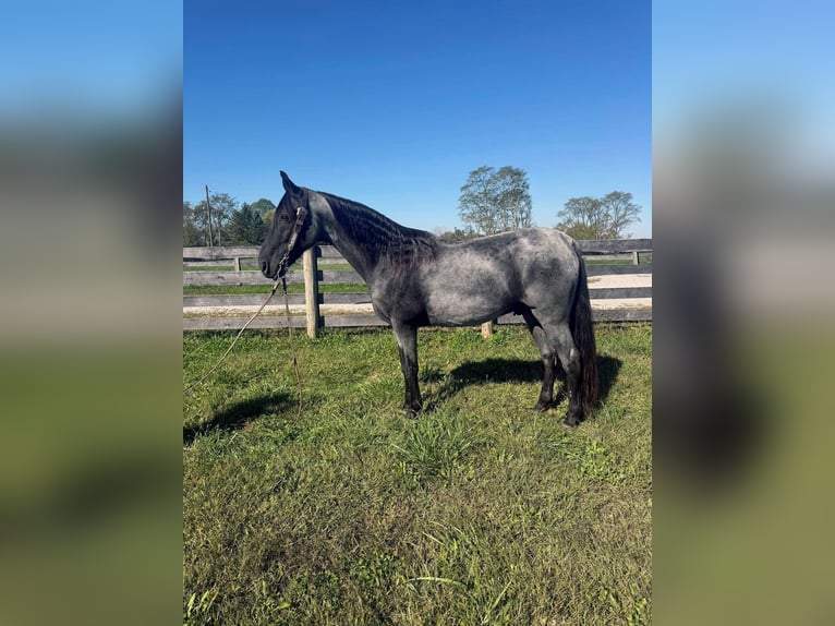 Tennessee walking horse Gelding 14 years 15,2 hh Roan-Blue in Moscow
