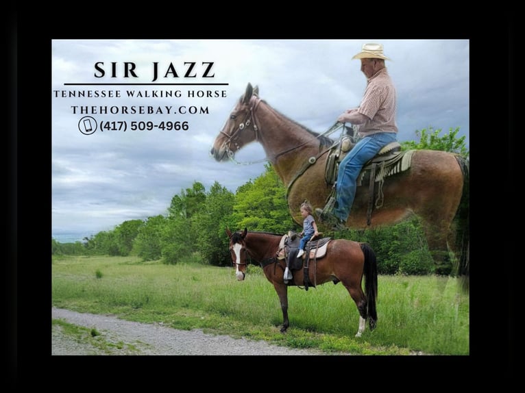 Tennessee walking horse Gelding 14 years 16.1 hh Bay in Moberly, MO