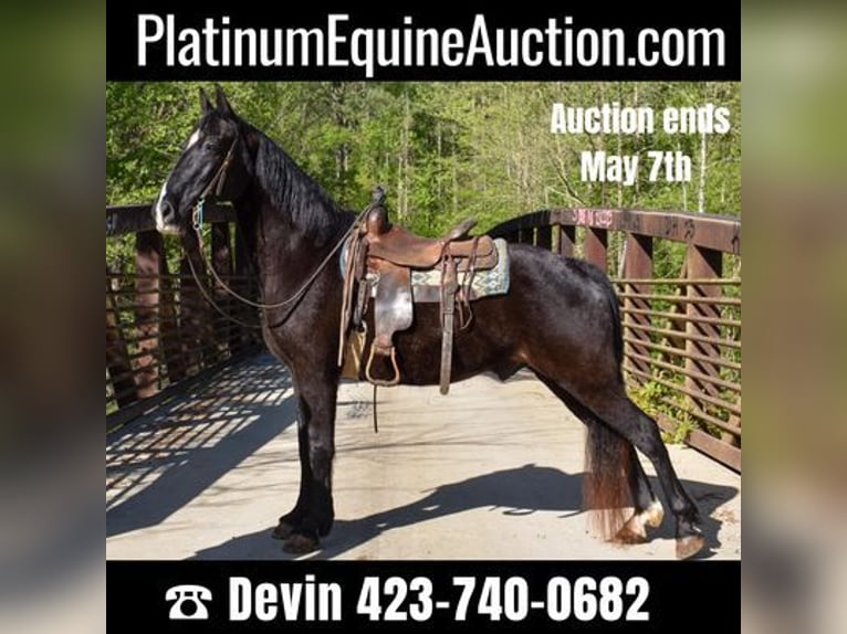 Tennessee walking horse Gelding 14 years Black in Cleveland TN