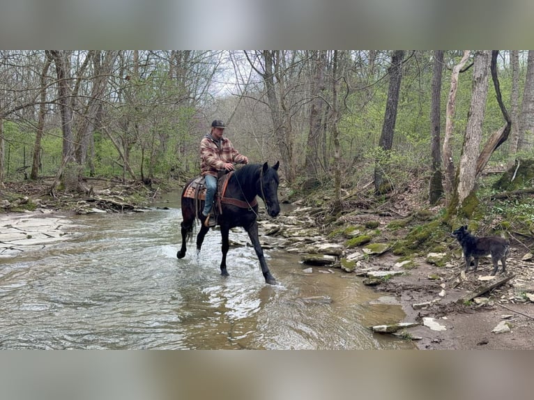 Tennessee walking horse Gelding 14 years Black in MOscow OH