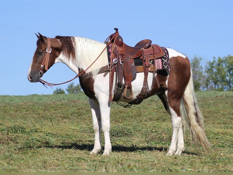 Tennessee walking horse Gelding 14 years Tobiano-all-colors in Whitley City KY