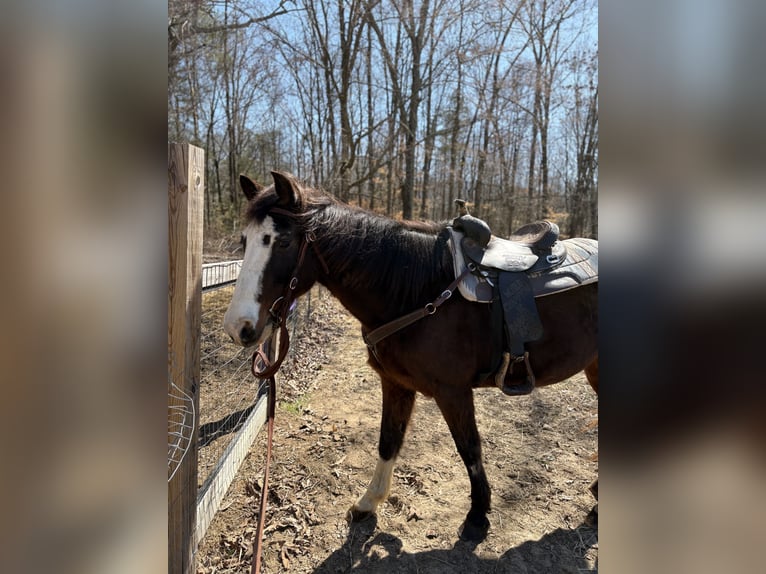 Tennessee walking horse Mix Gelding 15 years 14,3 hh Bay-Dark in Whitwell