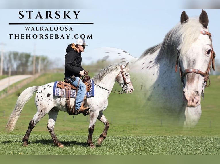 Tennessee walking horse Mix Gelding 15 years 14,2 hh Grey-Fleabitten in Parkers Lake, KY