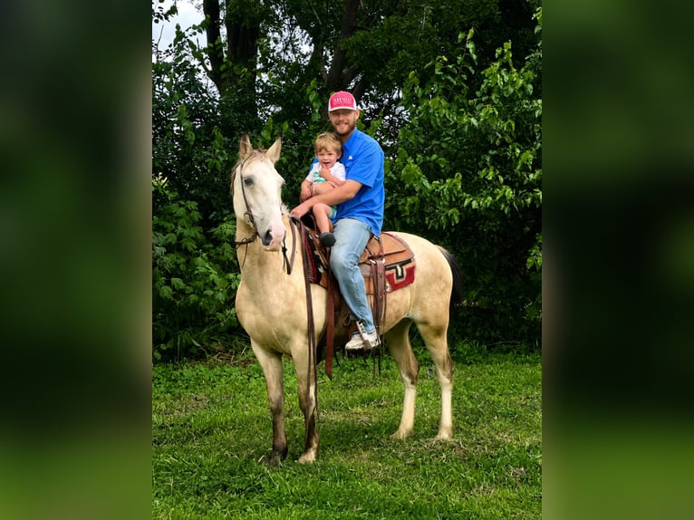 Tennessee walking horse Gelding 15 years 15 hh Buckskin in Van Horne