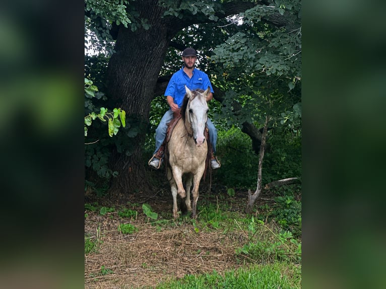 Tennessee walking horse Gelding 15 years 15 hh Buckskin in Van Horne