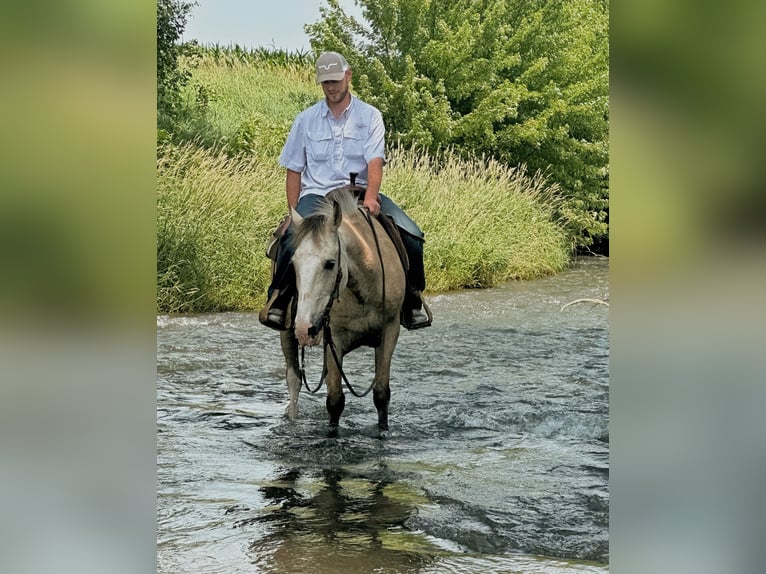 Tennessee walking horse Gelding 15 years 15 hh Buckskin in Van Horne
