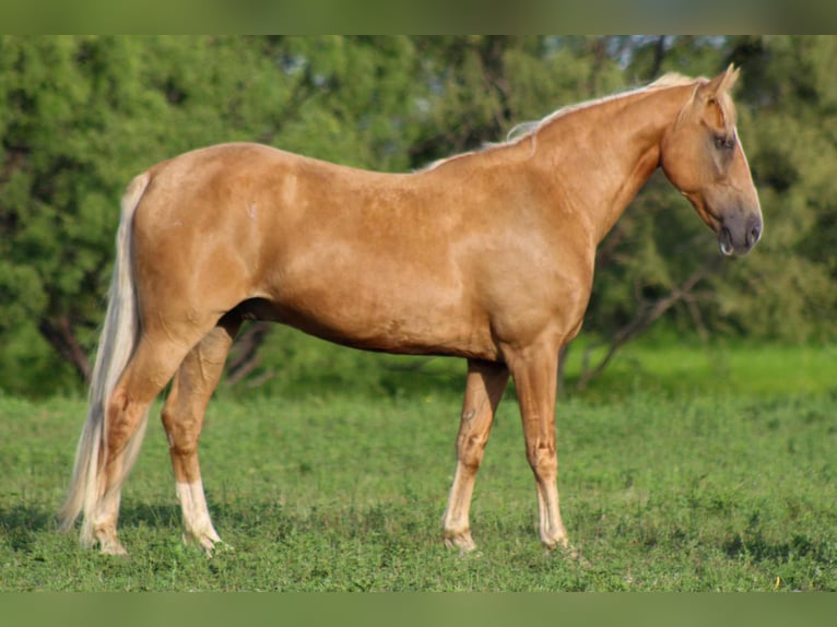 Tennessee walking horse Gelding 15 years 15 hh Palomino in stephenville TX