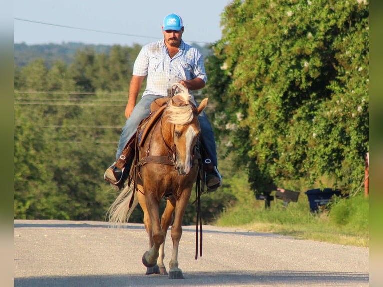Tennessee walking horse Gelding 15 years 15 hh Palomino in stephenville TX