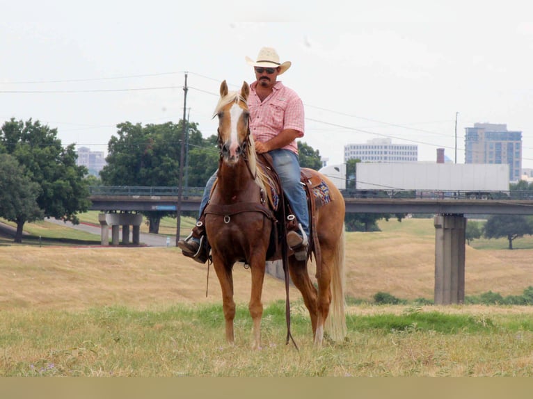 Tennessee walking horse Gelding 15 years 15 hh Palomino in stephenville TX