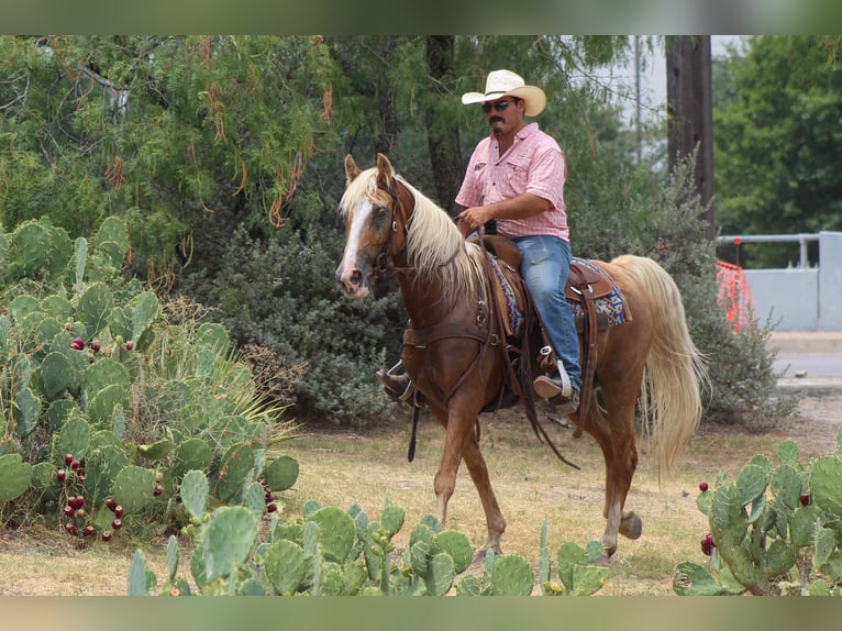 Tennessee walking horse Gelding 15 years 15 hh Palomino in stephenville TX