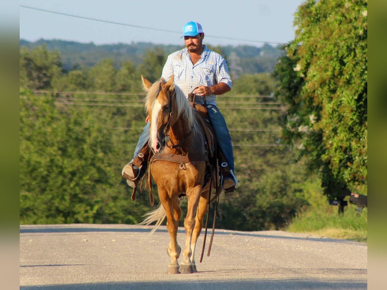 Tennessee walking horse Gelding 15 years 15 hh Palomino in stephenville TX