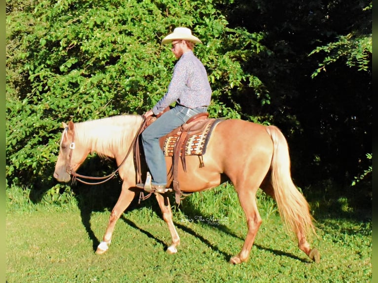 Tennessee walking horse Gelding 15 years 15 hh Palomino in Van horne IA