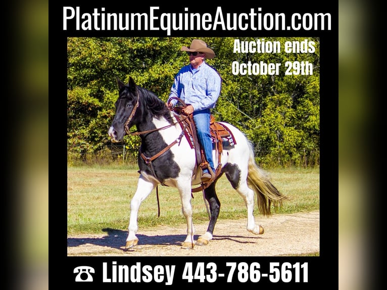 Tennessee walking horse Gelding 15 years 15 hh Tobiano-all-colors in Mountain Grove MO