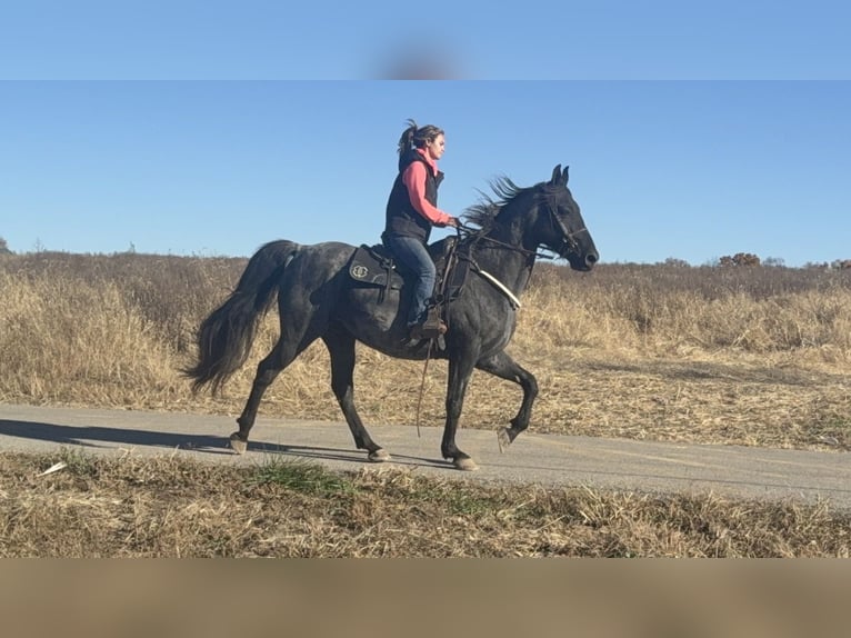Tennessee walking horse Gelding 15 years 15,2 hh Roan-Blue in Moscow