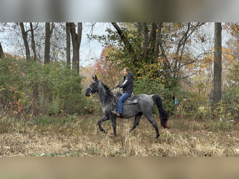 Tennessee walking horse Gelding 15 years 15,2 hh Roan-Blue in Moscow