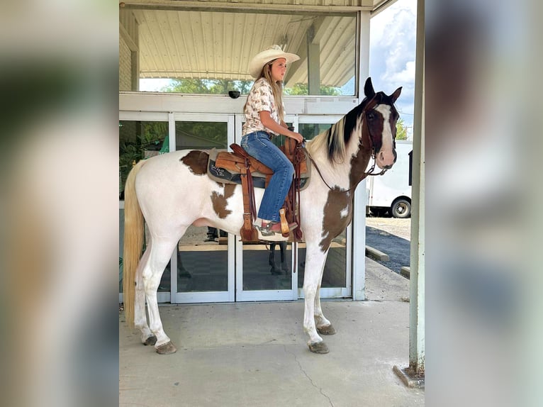 Tennessee walking horse Gelding 15 years 15,2 hh in Hector, AR