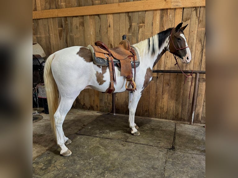 Tennessee walking horse Gelding 15 years 15,2 hh in Hector, AR