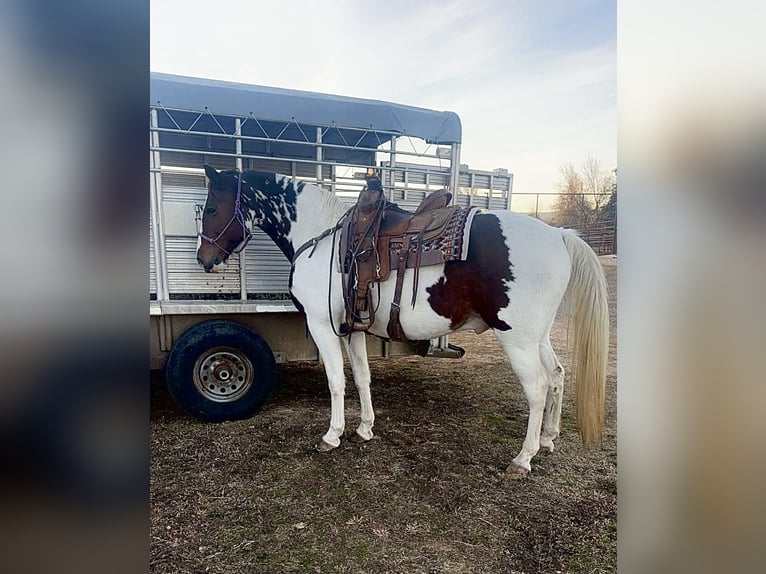 Tennessee walking horse Gelding 15 years 15,2 hh in Hector, AR