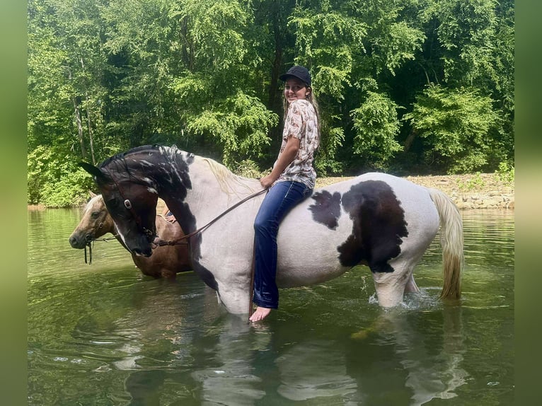 Tennessee walking horse Gelding 15 years 15,2 hh in Hector, AR