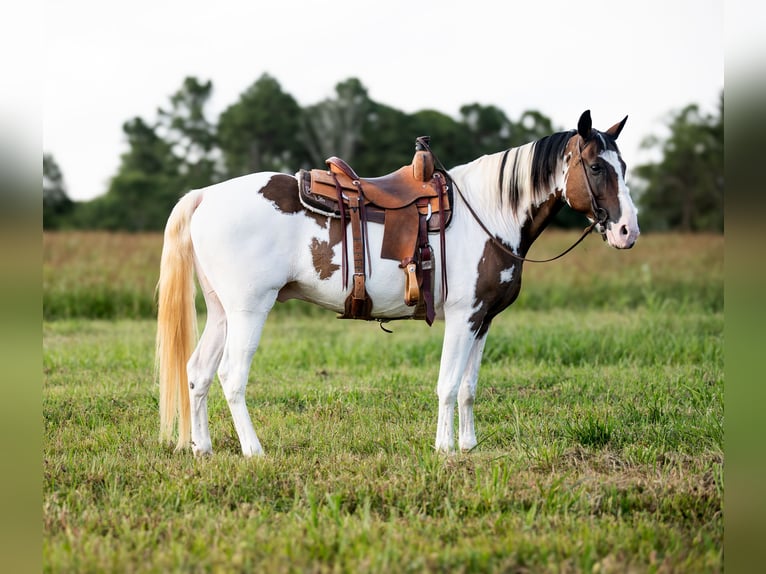 Tennessee walking horse Gelding 15 years 15,2 hh in Hector, AR