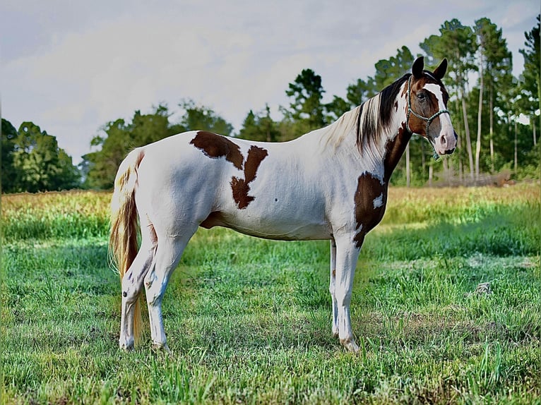 Tennessee walking horse Gelding 15 years 15,2 hh in Hector, AR