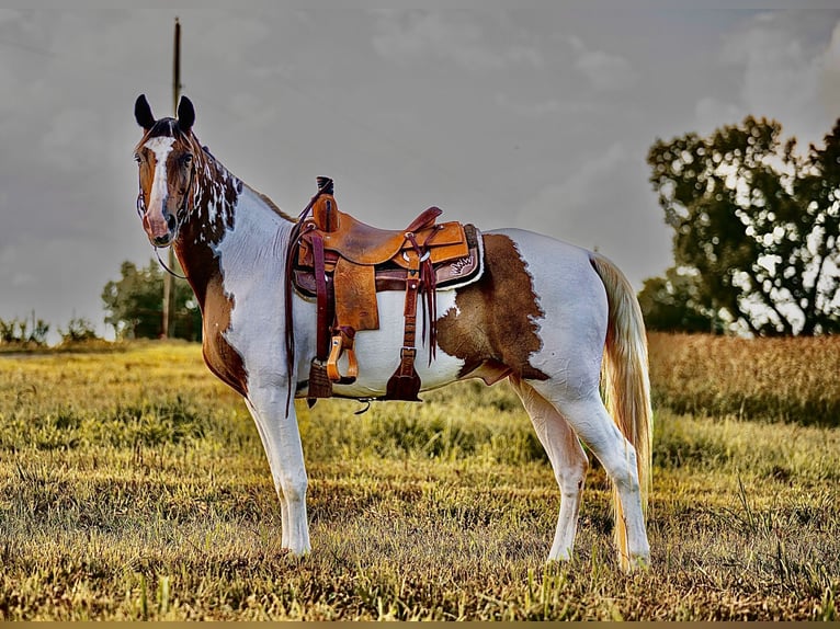 Tennessee walking horse Gelding 15 years 15,2 hh in Hector, AR