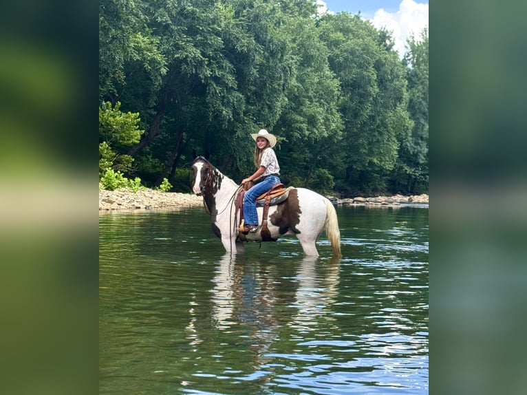 Tennessee walking horse Gelding 15 years 15,2 hh in Hector, AR