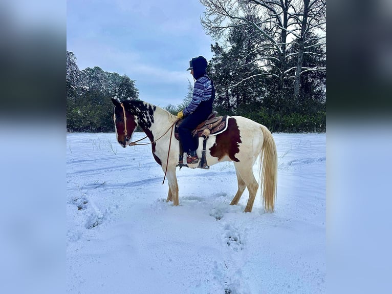 Tennessee walking horse Gelding 15 years 15,2 hh in Hector, AR