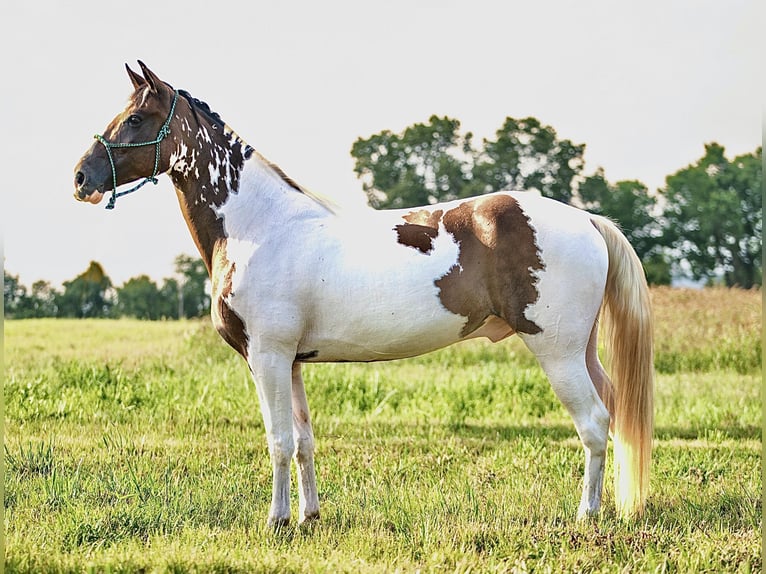 Tennessee walking horse Gelding 15 years 15,2 hh in Hector, AR