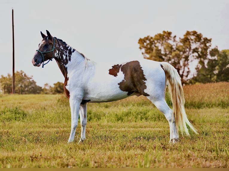 Tennessee walking horse Gelding 15 years 15,2 hh in Hector, AR