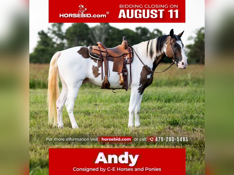 Tennessee walking horse Gelding 15 years 15,2 hh in Hector, AR