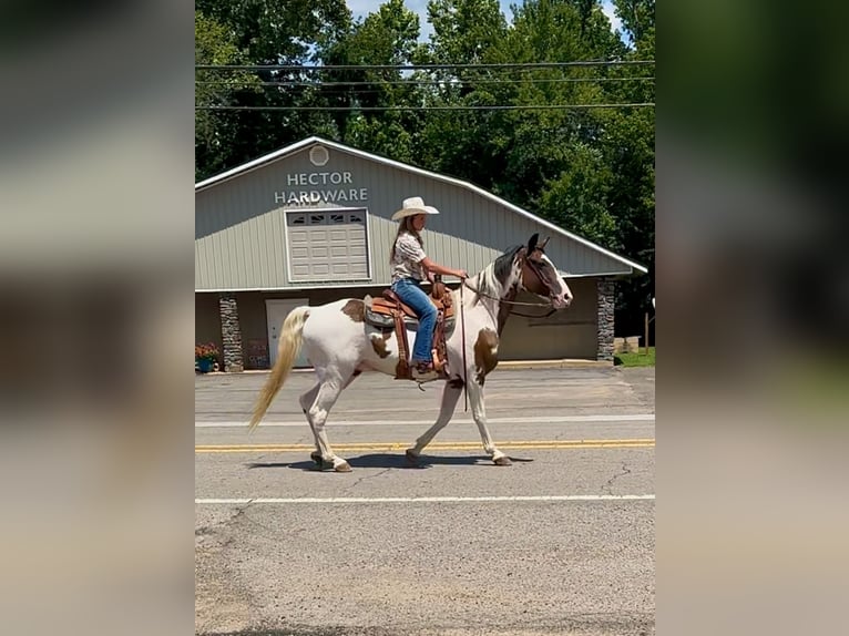 Tennessee walking horse Gelding 15 years 15,2 hh in Hector, AR