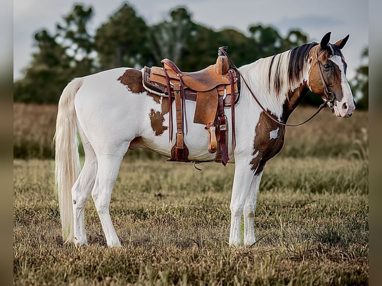 Tennessee walking horse Gelding 15 years 15,2 hh in Hector, AR