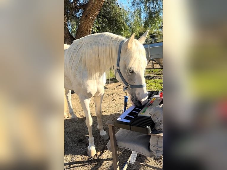 Tennessee walking horse Gelding 15 years 16 hh White in Simi Valley, CA