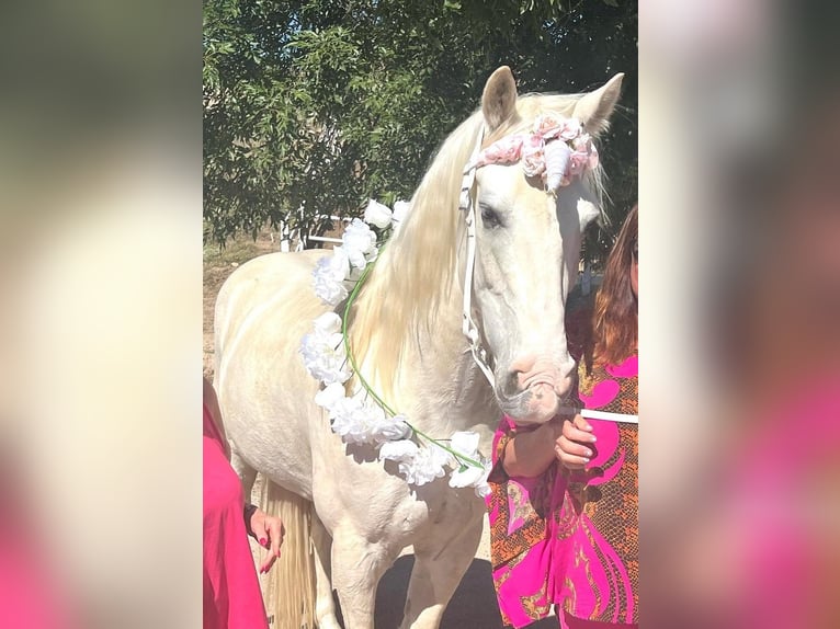 Tennessee walking horse Gelding 15 years 16 hh White in Simi Valley, CA